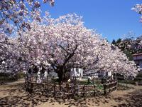 光善寺の血脈桜