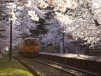 芦野公園の桜