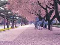 官庁街通りの桜