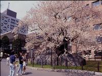 石割桜