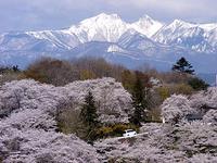 提供：柴田町さくらの会