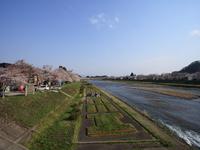 桧木内川堤
