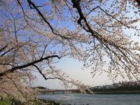 桧木内川堤