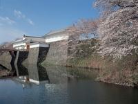 霞城大手門の桜