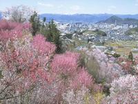 花見山公園