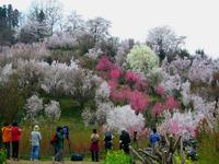 花見山公園