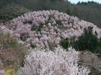 花見山公園