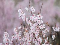 花見山公園