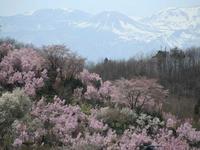 花見山公園