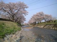 笹原川千本桜