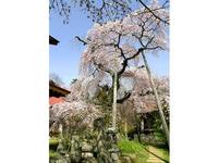 護真寺の枝垂れ桜