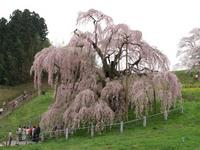 三春滝桜