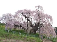三春滝桜