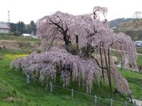 三春滝桜