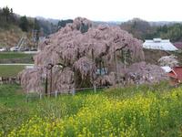 三春滝桜