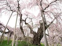 三春滝桜