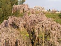 三春滝桜