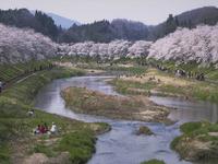 夏井千本桜