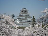 鶴ヶ城・桜