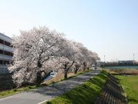 桜川（三分咲き）