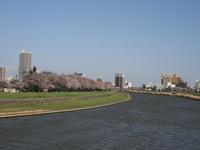 桜川（三分咲き）