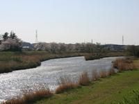 桜川（三分咲き）