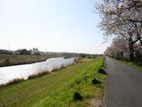 桜川（三分咲き）