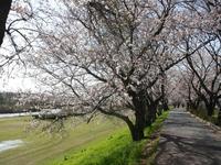 桜川（三分咲き）