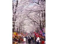 赤城千本桜