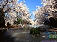 与野公園の桜
