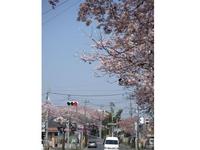 中山競馬場周辺