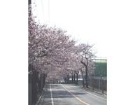 中山競馬場周辺