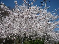 茂原公園