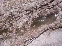 千鳥ヶ淵