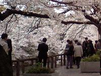 千鳥ヶ淵
