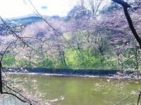 千鳥ヶ淵緑道