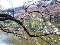千鳥ヶ淵緑道