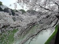 千鳥ヶ淵