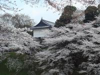千鳥ヶ淵