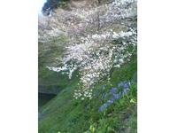 千鳥ヶ淵