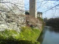 千鳥ヶ淵