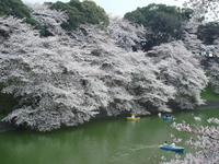 千鳥ヶ淵