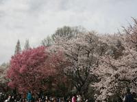 新宿御苑