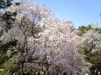 六義園のしだれ桜