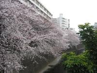目黒川桜並木