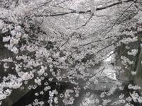 目黒川桜並木