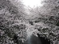 目黒川桜並木
