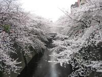 目黒川桜並木