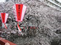 目黒川桜並木