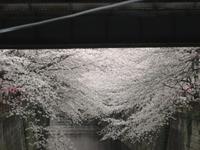 目黒川桜並木